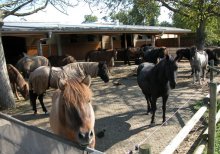 PERFO-AK reinforcement mats for horse paddock