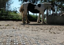 PERFO-AK reinforced paddock