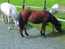 reinforce feeding trough areas