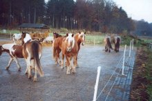 reinforced fields & paddocks